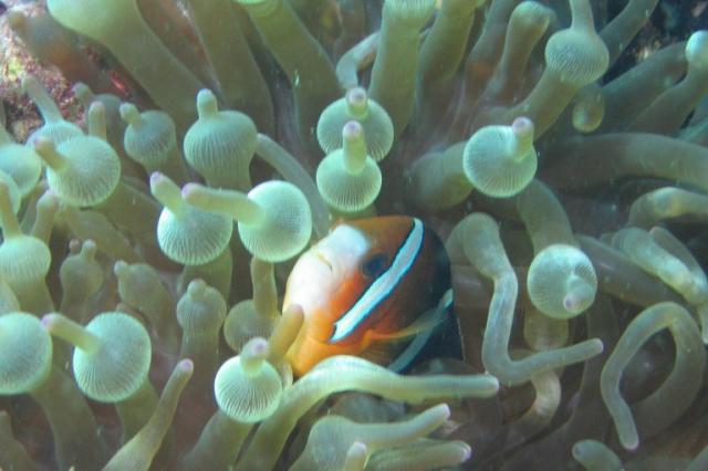 CLARK_S_ANEMONEFISH2