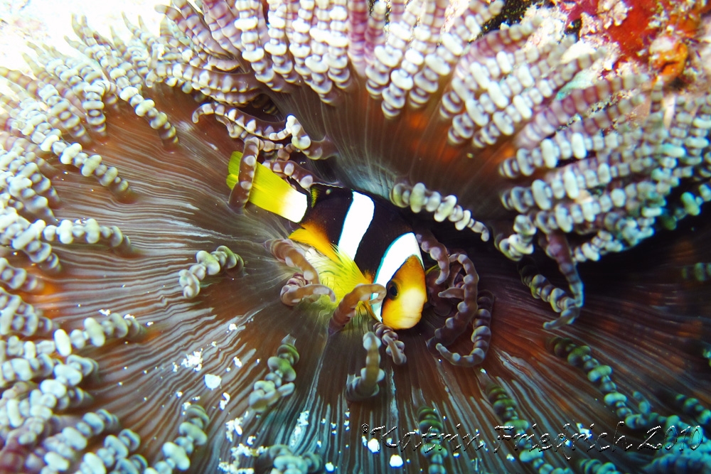 Clarke's anemone fish