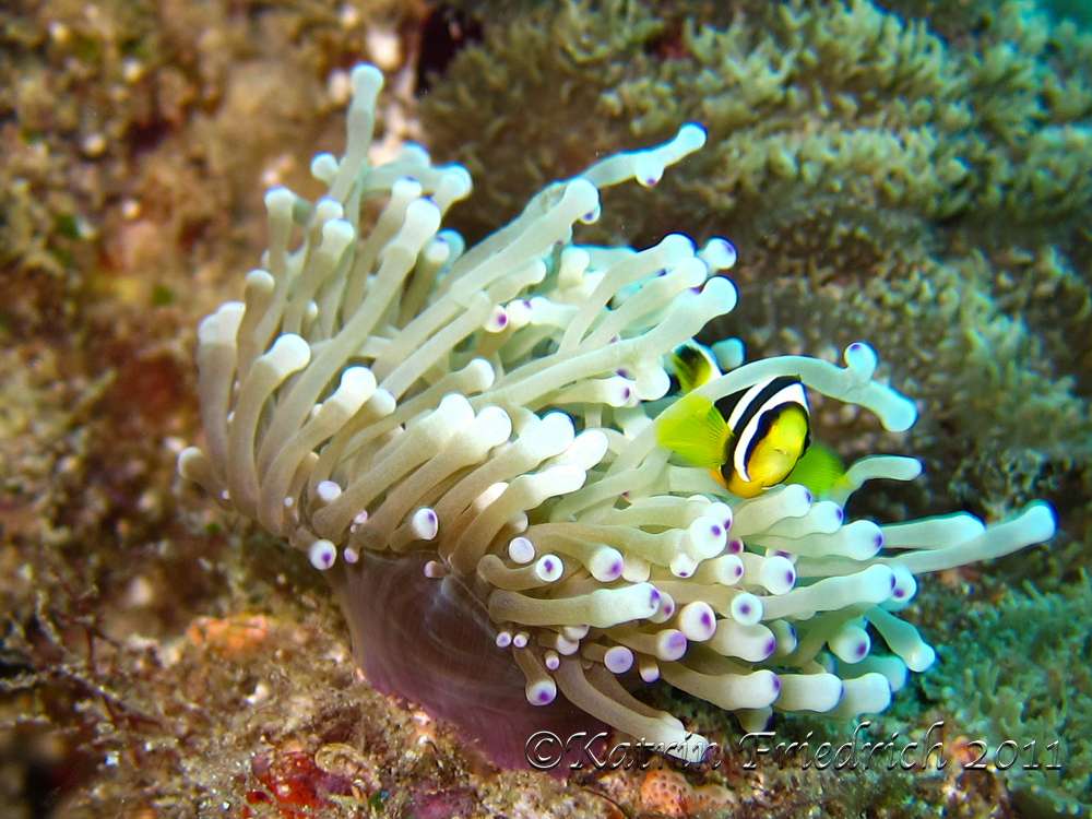 Clark's anemone fish