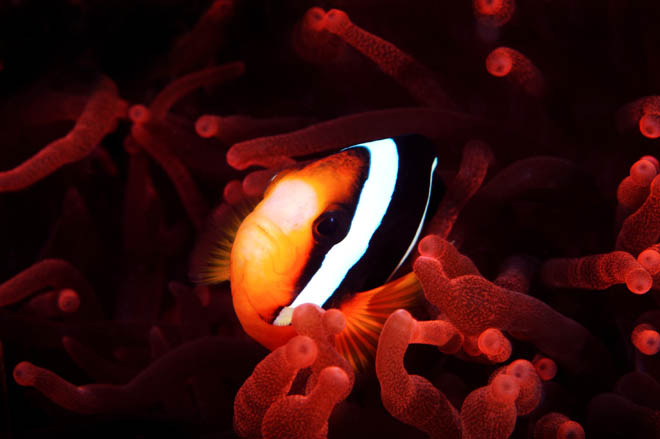 Clark's Anemone Fish