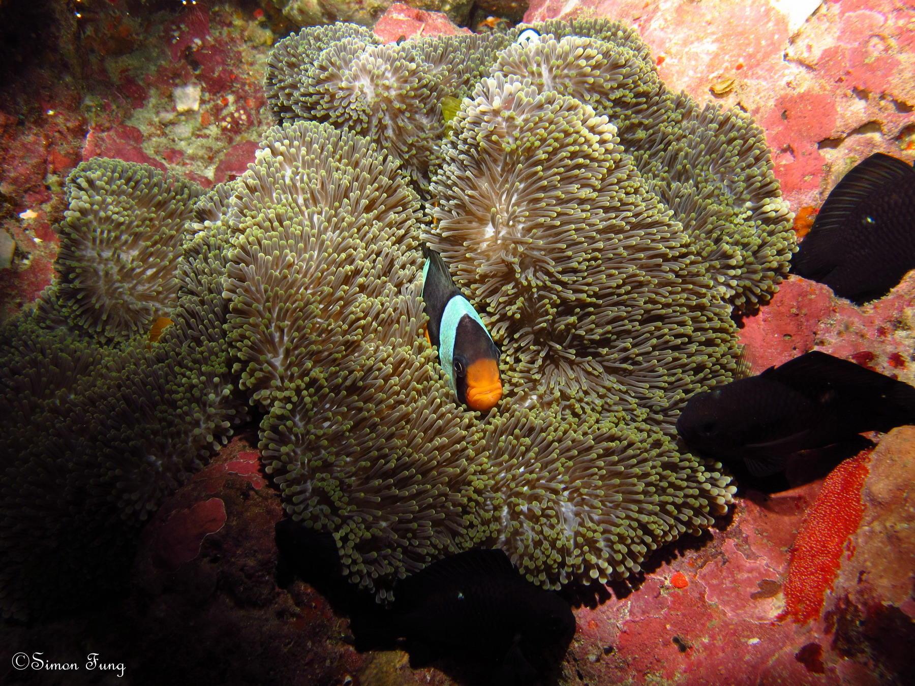 clark's anemonefish