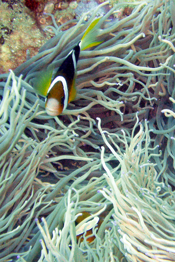 Clark's Anemonefish