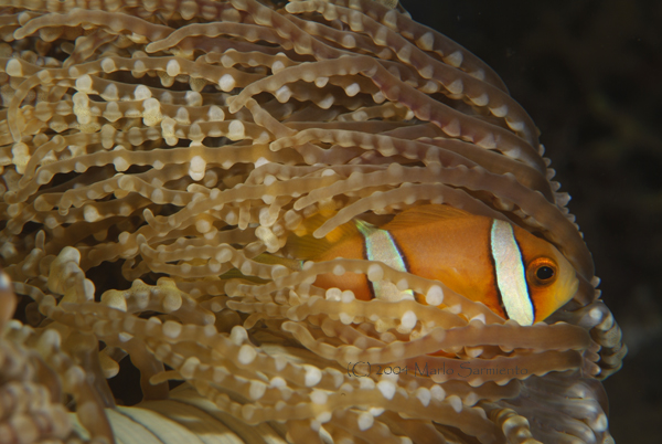 Clarks Anemonefish