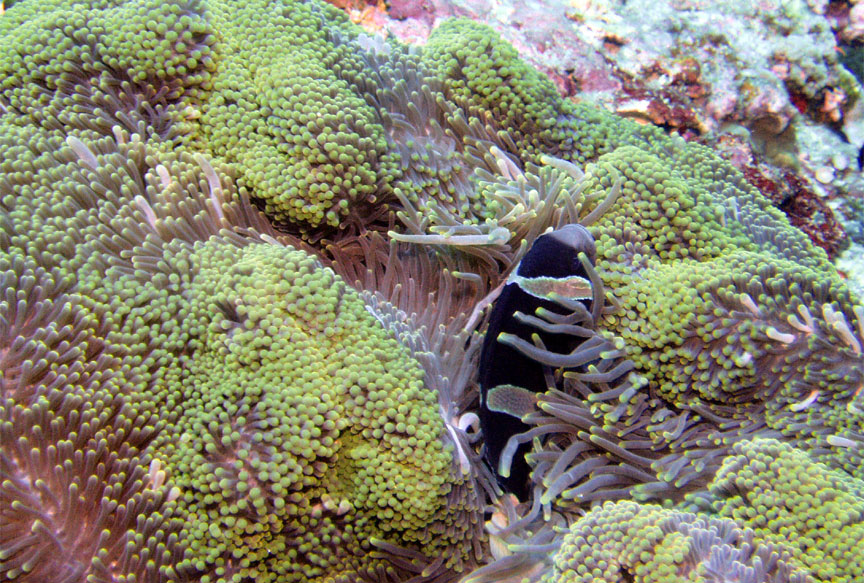 Clark's Anemonefish