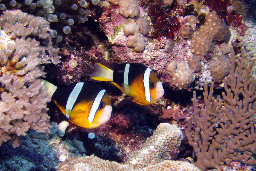 Clark's Anemonefish