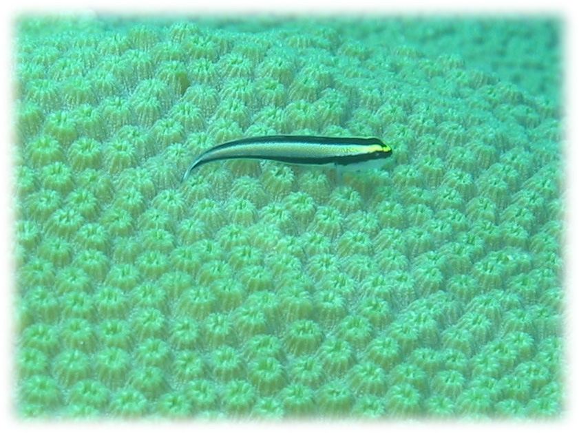 Cleaner Goby