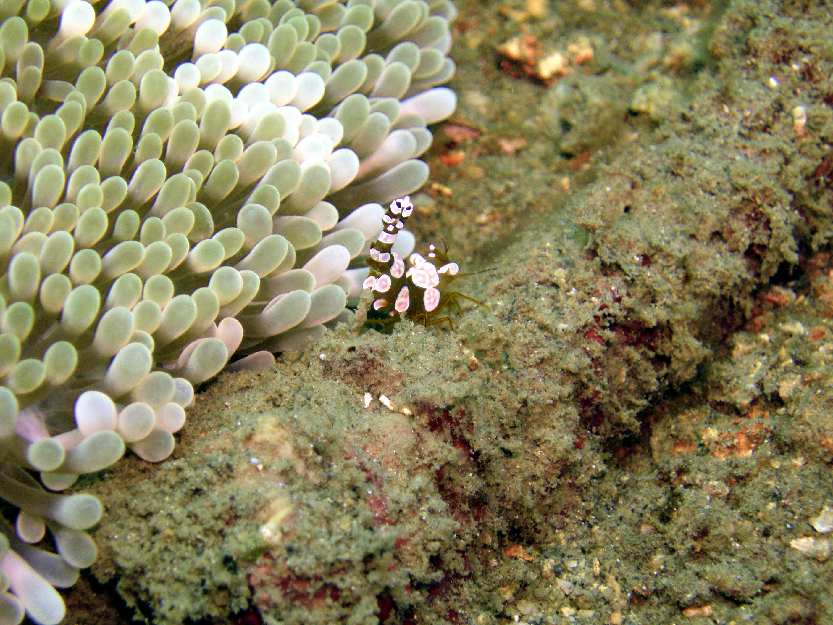 Cleaner Shrimp 1 - Bunaken