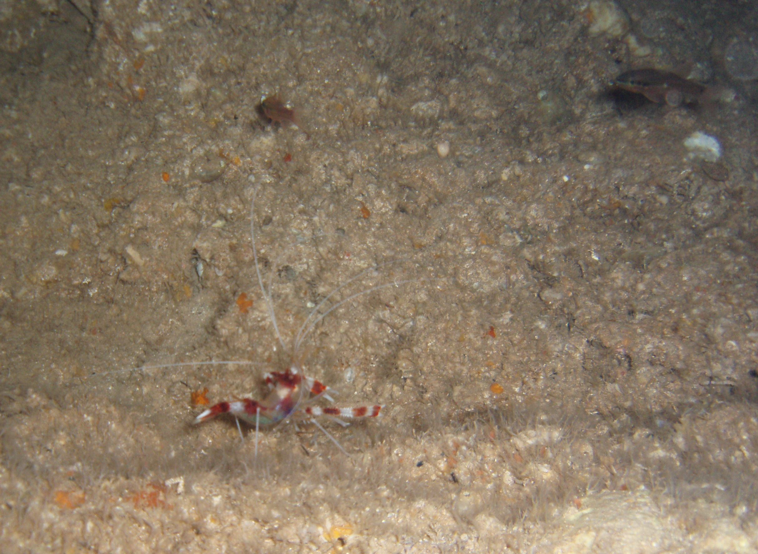 Cleaner Shrimp and friends