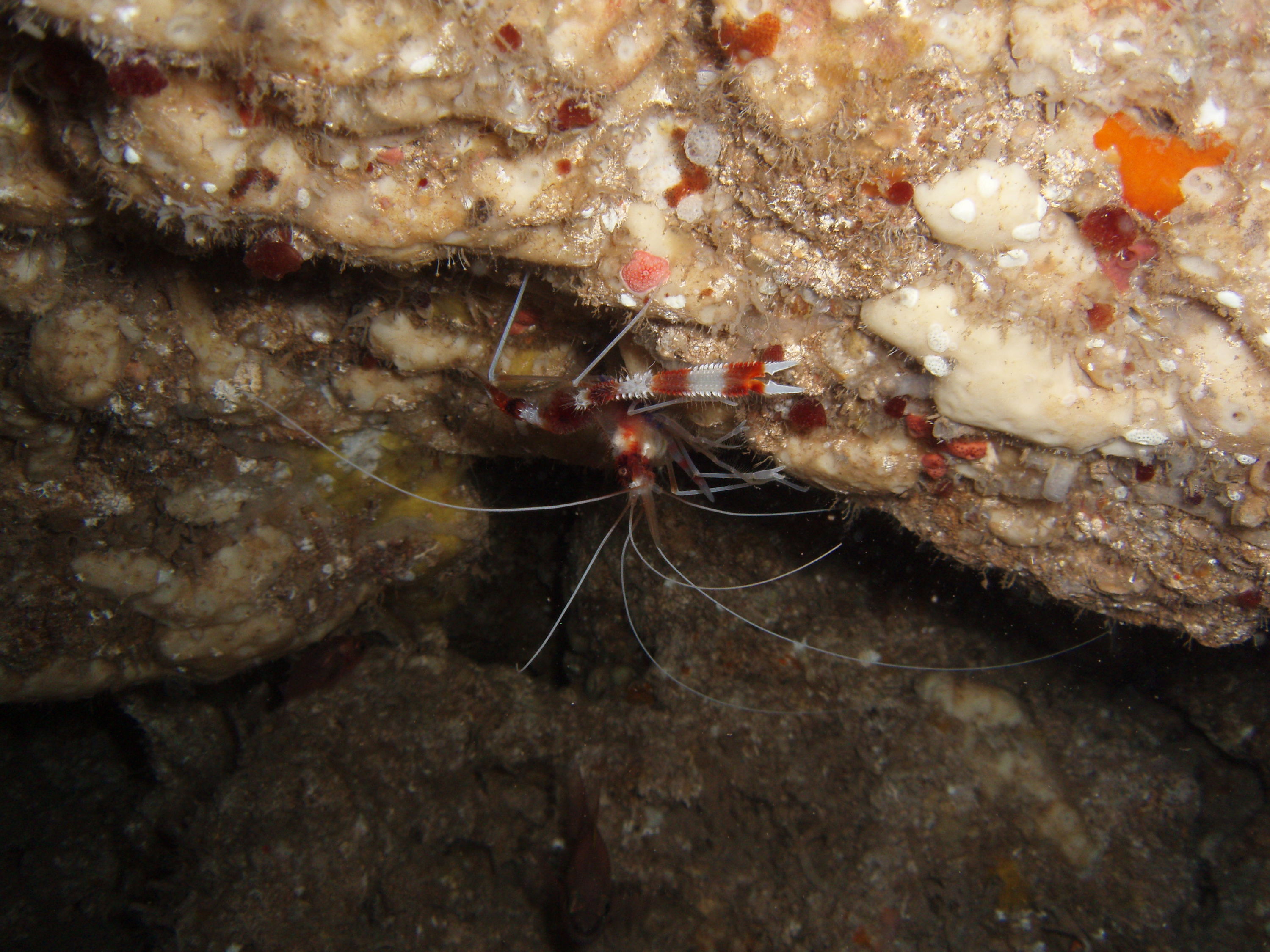 Cleaner Shrimp hanging from the ceiling