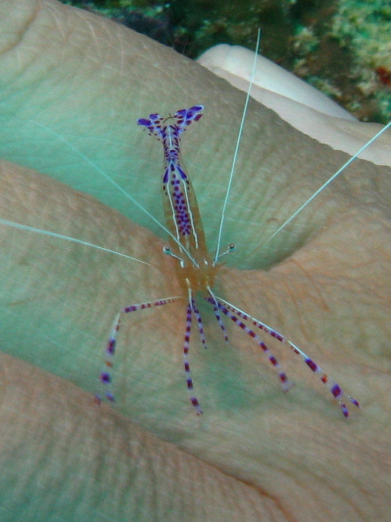 Cleaner Shrimp in Bonaire