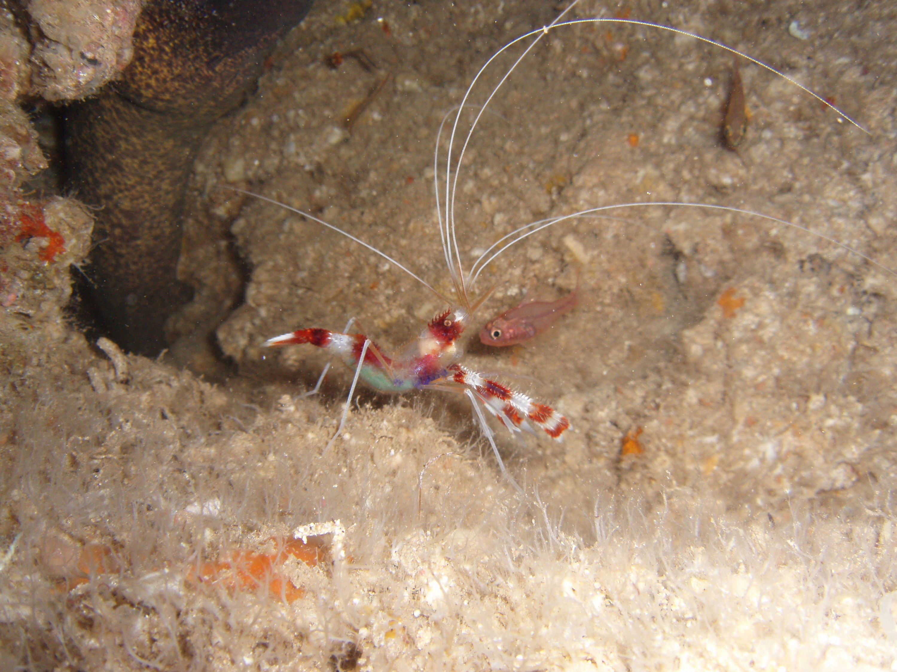 Cleaner Shrimp up close and personal