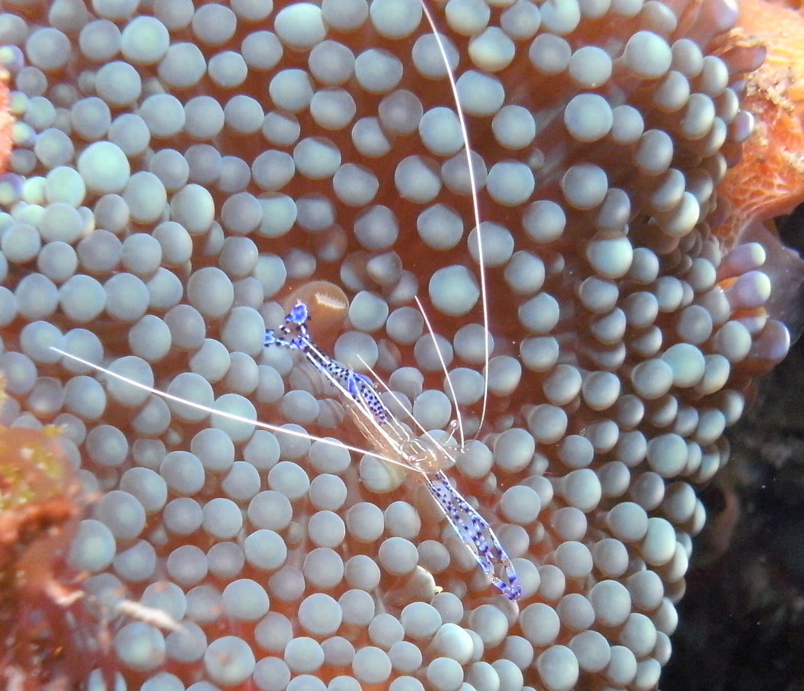 cleaner shrimp while diving in jupiter florida