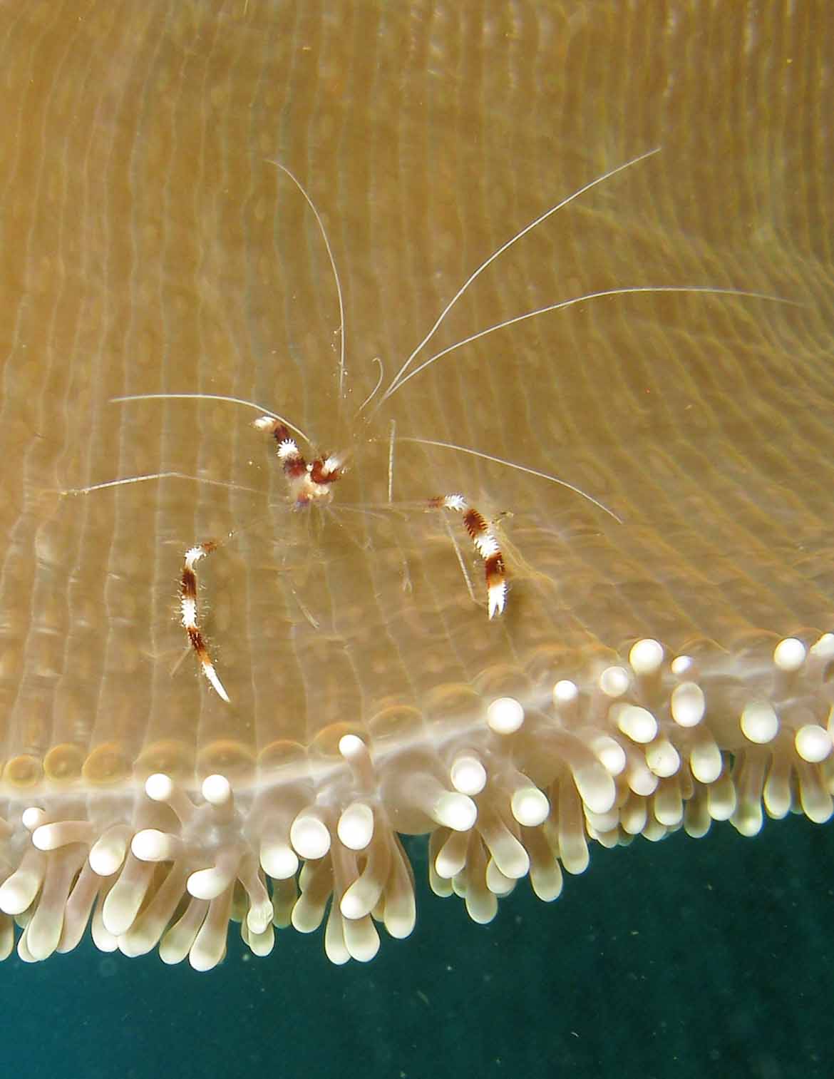 Cleaner Shrimp