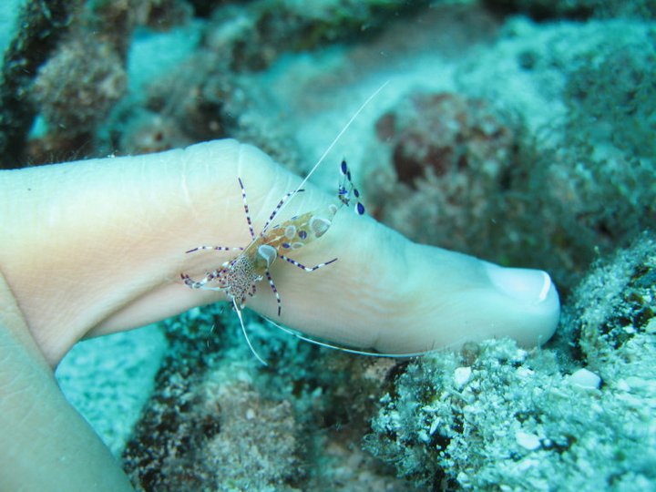 Cleaner Shrimp