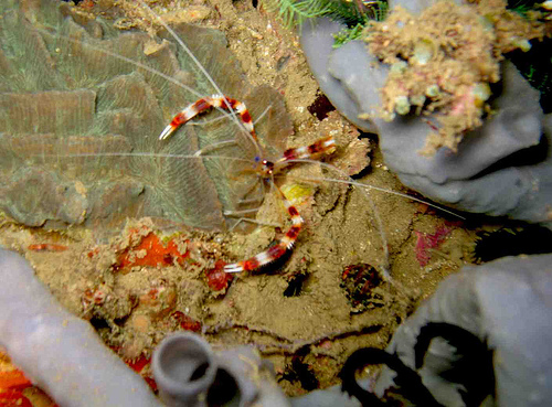 Cleaner Shrimp