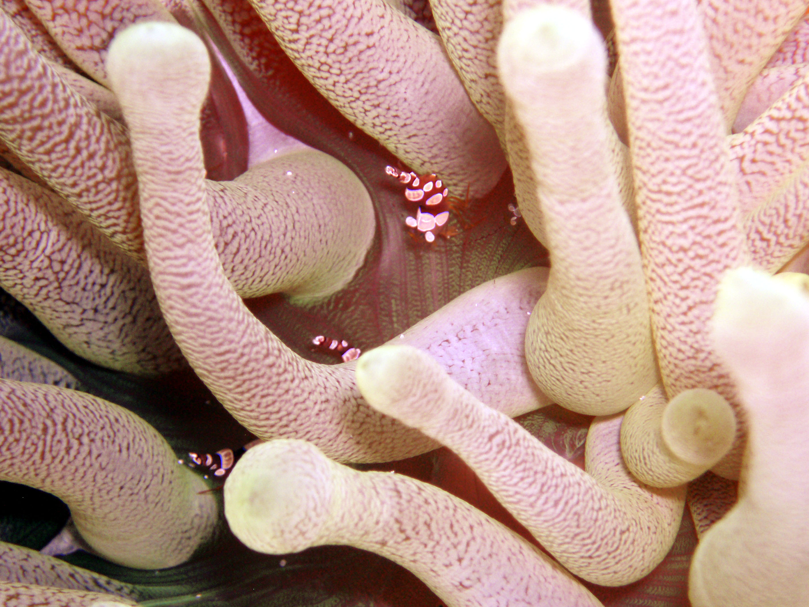 Cleaner shrimps in anemone - Cozumel