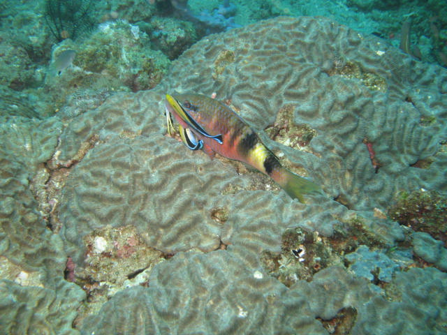 Cleaner wrasse at work