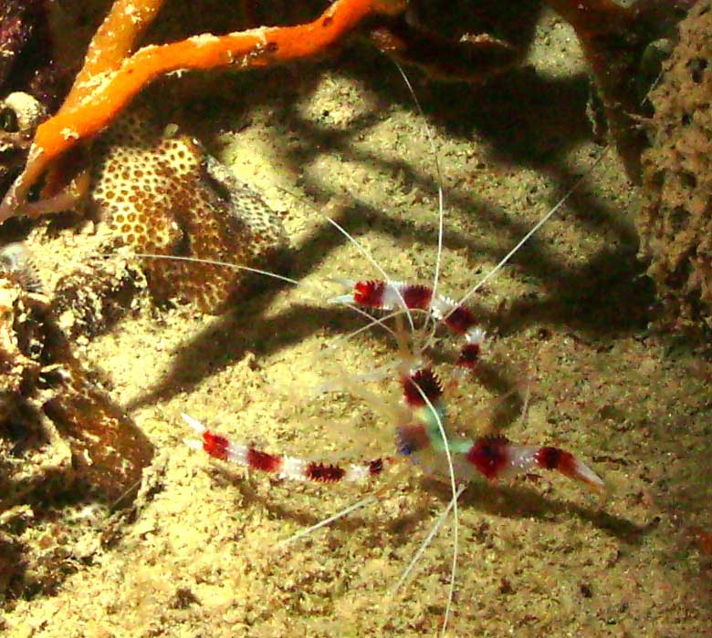 cleaner_shrimp2