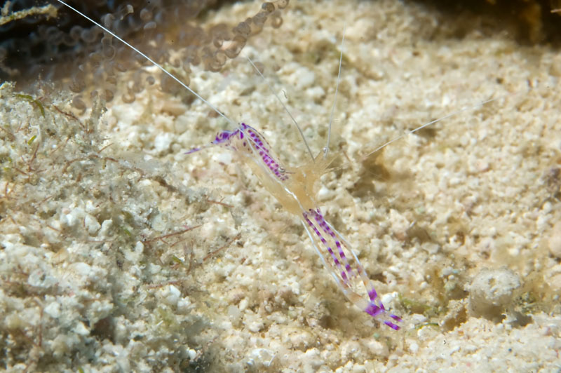 Cleaner_Shrimp_-_Web_Size