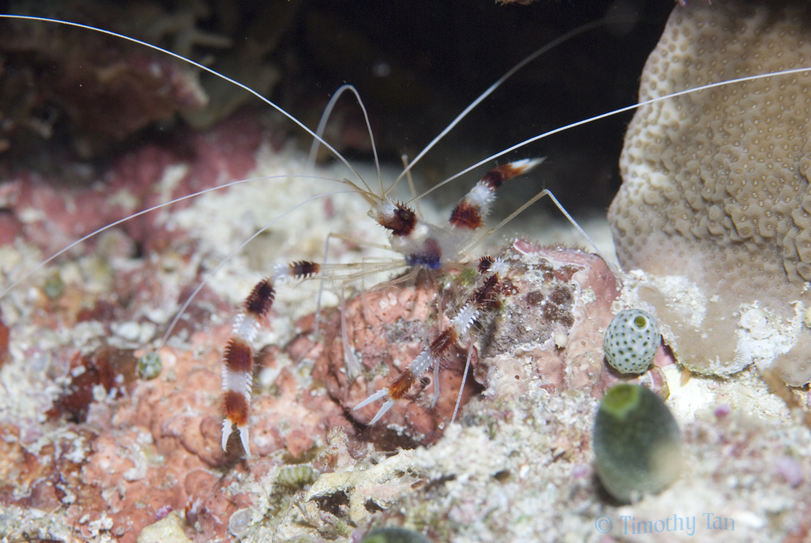 cleaner_shrimp_