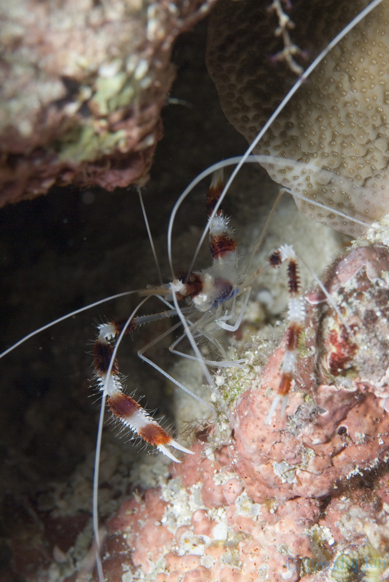 cleaner_shrimp_1