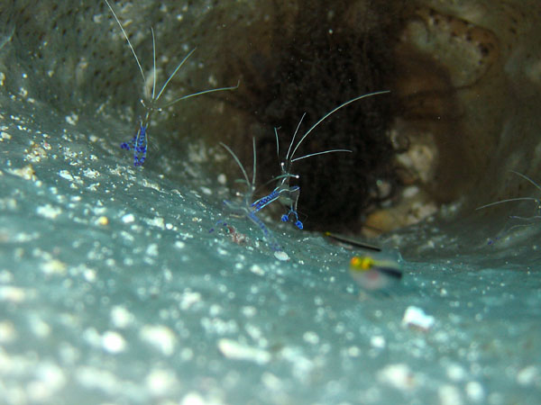 Cleaner_Shrimp_D23_sm