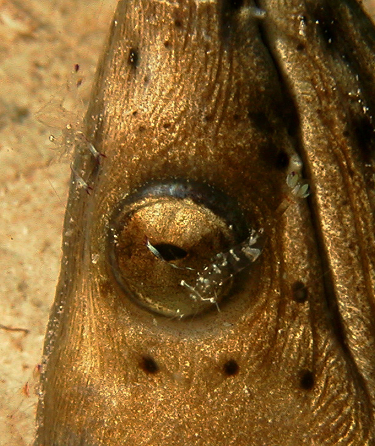 Cleaner_Shrimp_on_Black-Pitted_Snake_Eel2