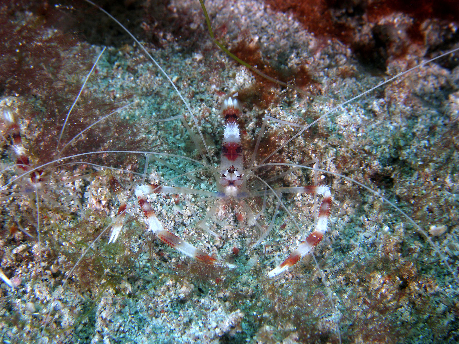 cleaner_shrimps2