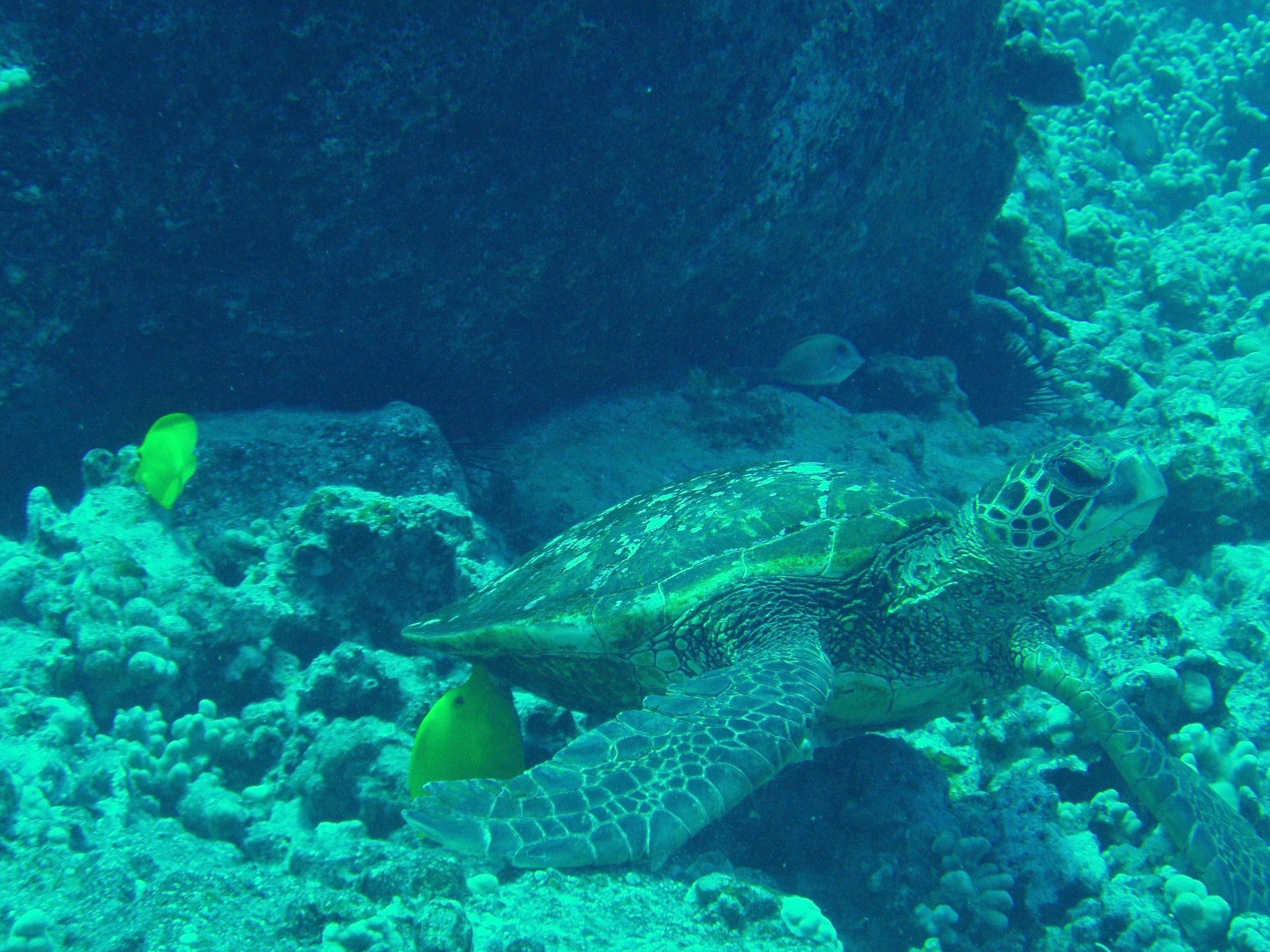 Cleaning Station For Green Sea Turtle