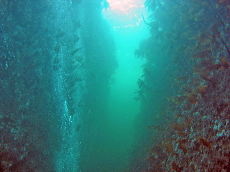 Cleave diving at Hitra, Norway