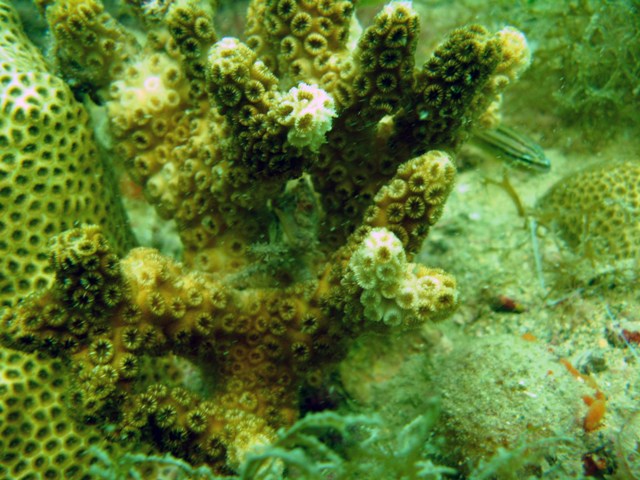 Clinging crab in Oculina coral