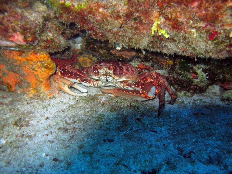 Clinging Crab