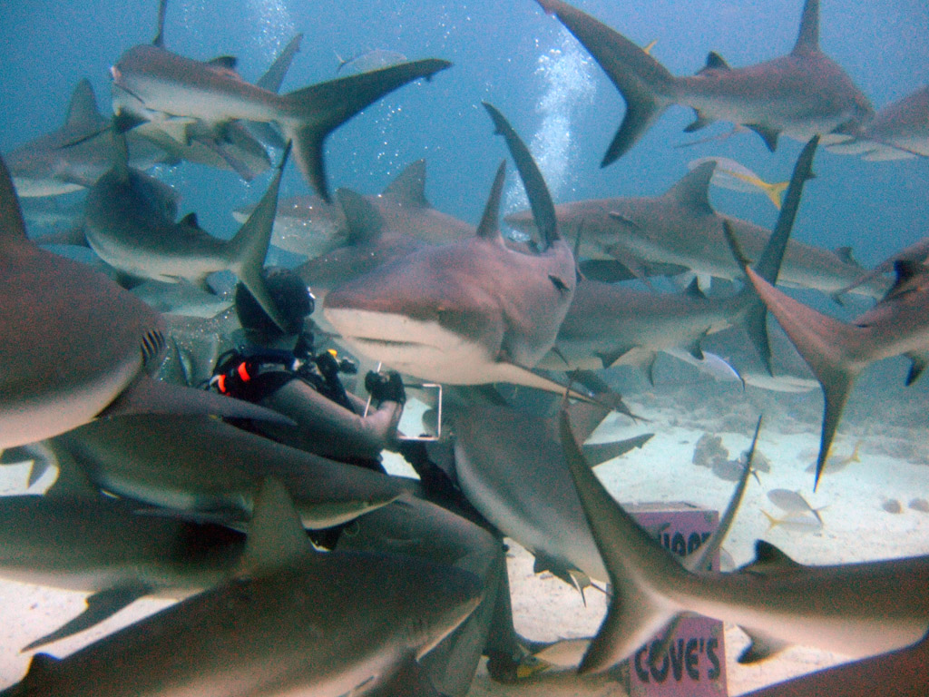 Close encounter of the sharky kind!