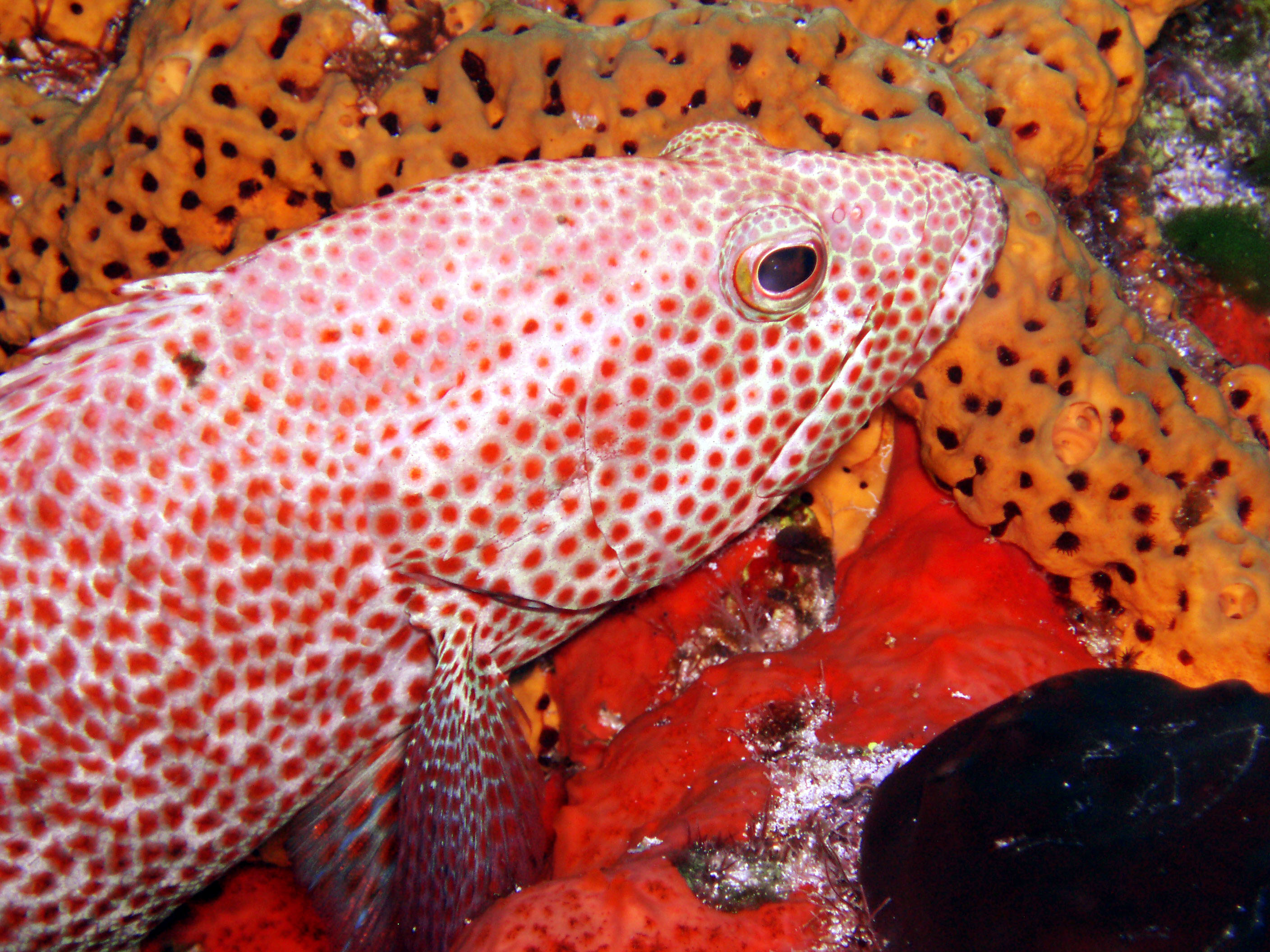 Close-up - Cozumel