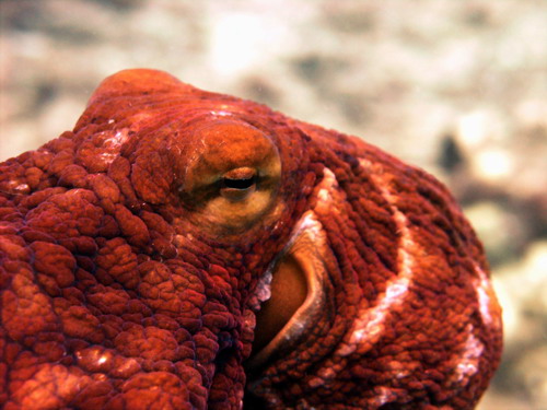 close up octo