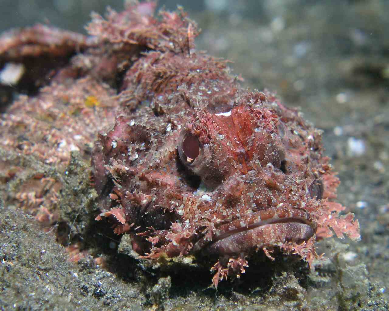 Close up of a scorpionfish at Lembeh