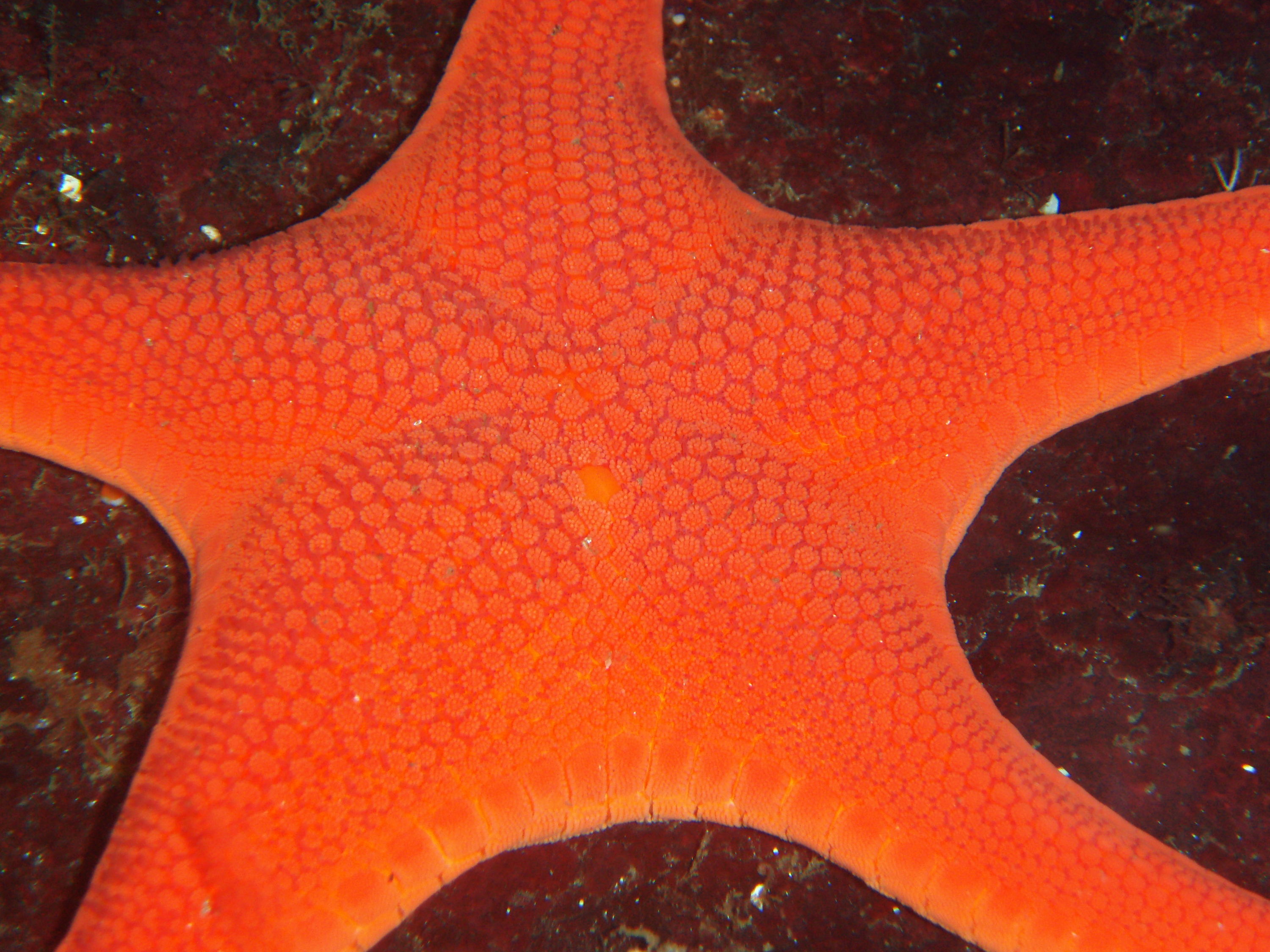 Close up of a Vermilion Star