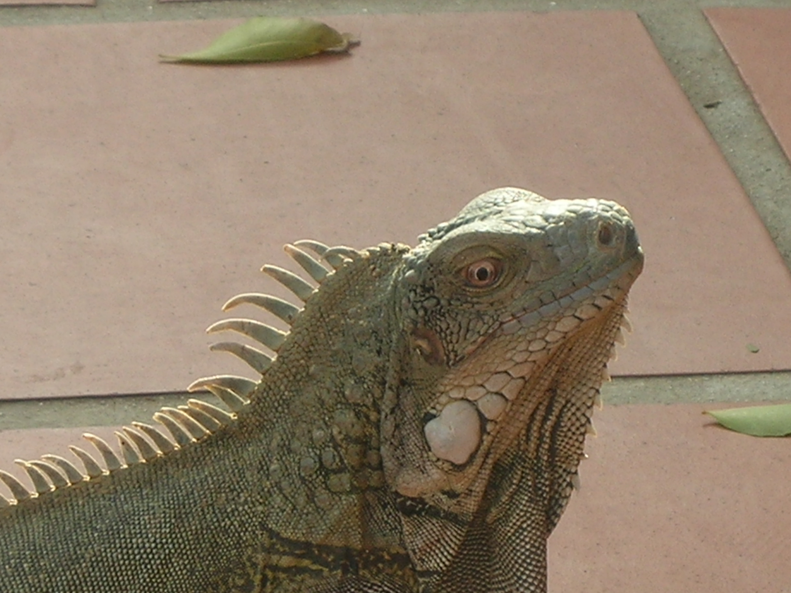 Close-up of an iguana