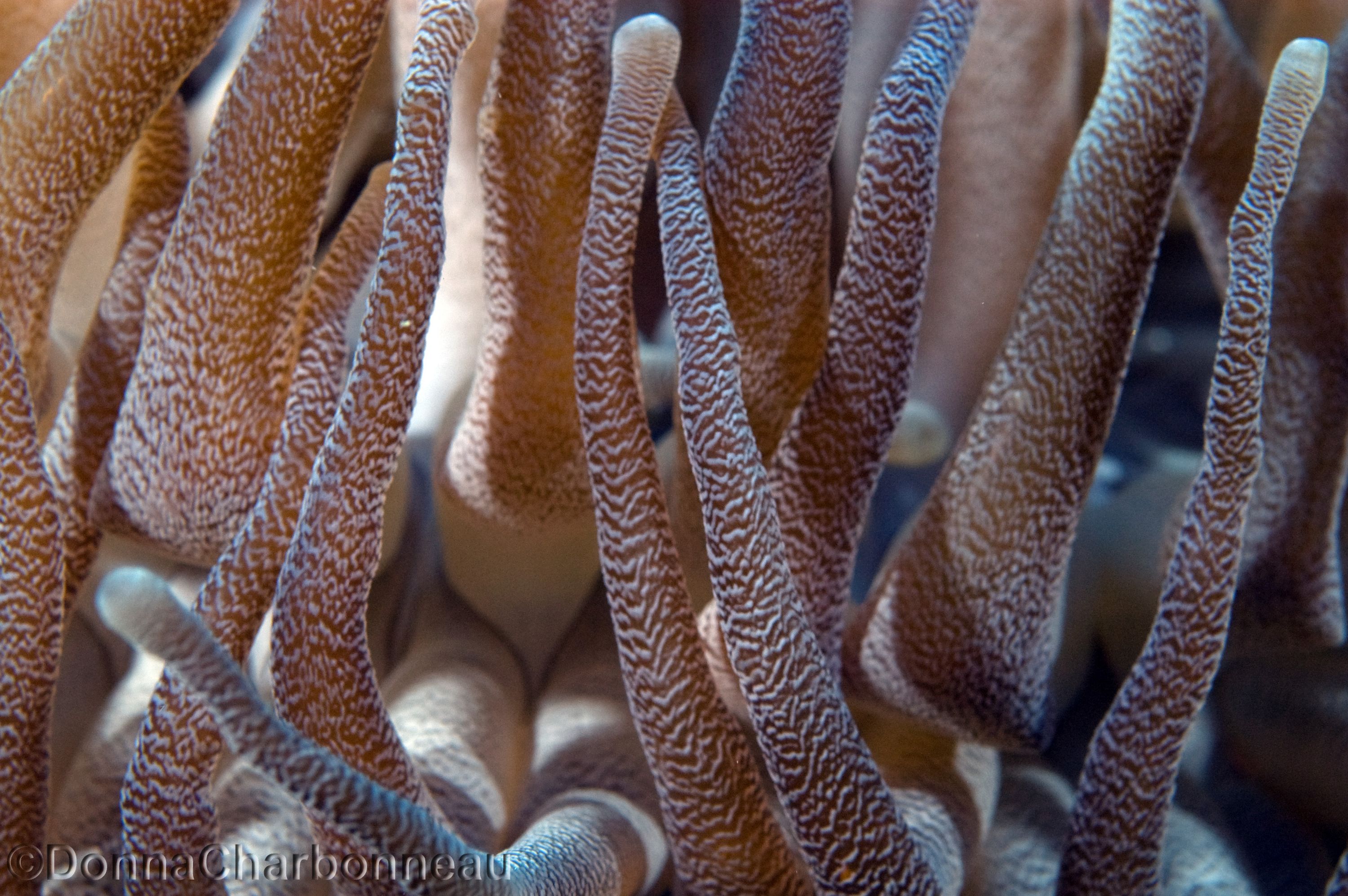 Close-up of Anenome tentacles