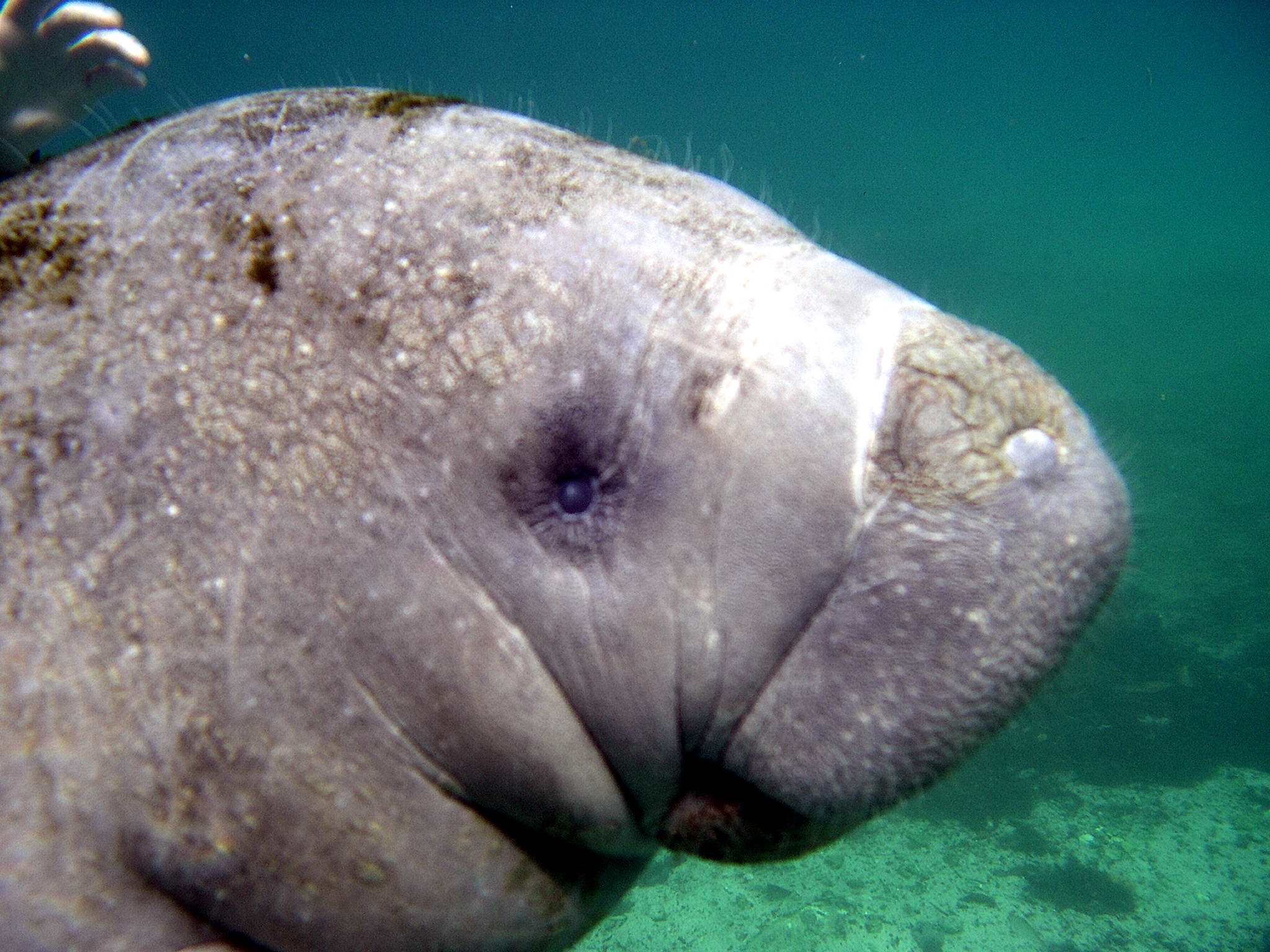 Close up of baby manatee by Jesse L.