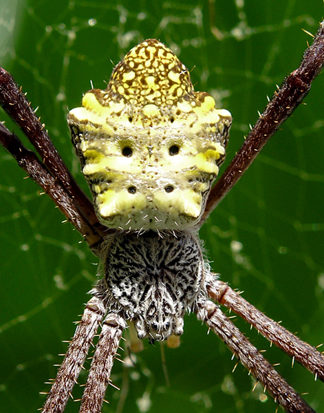 Close up of funky spider