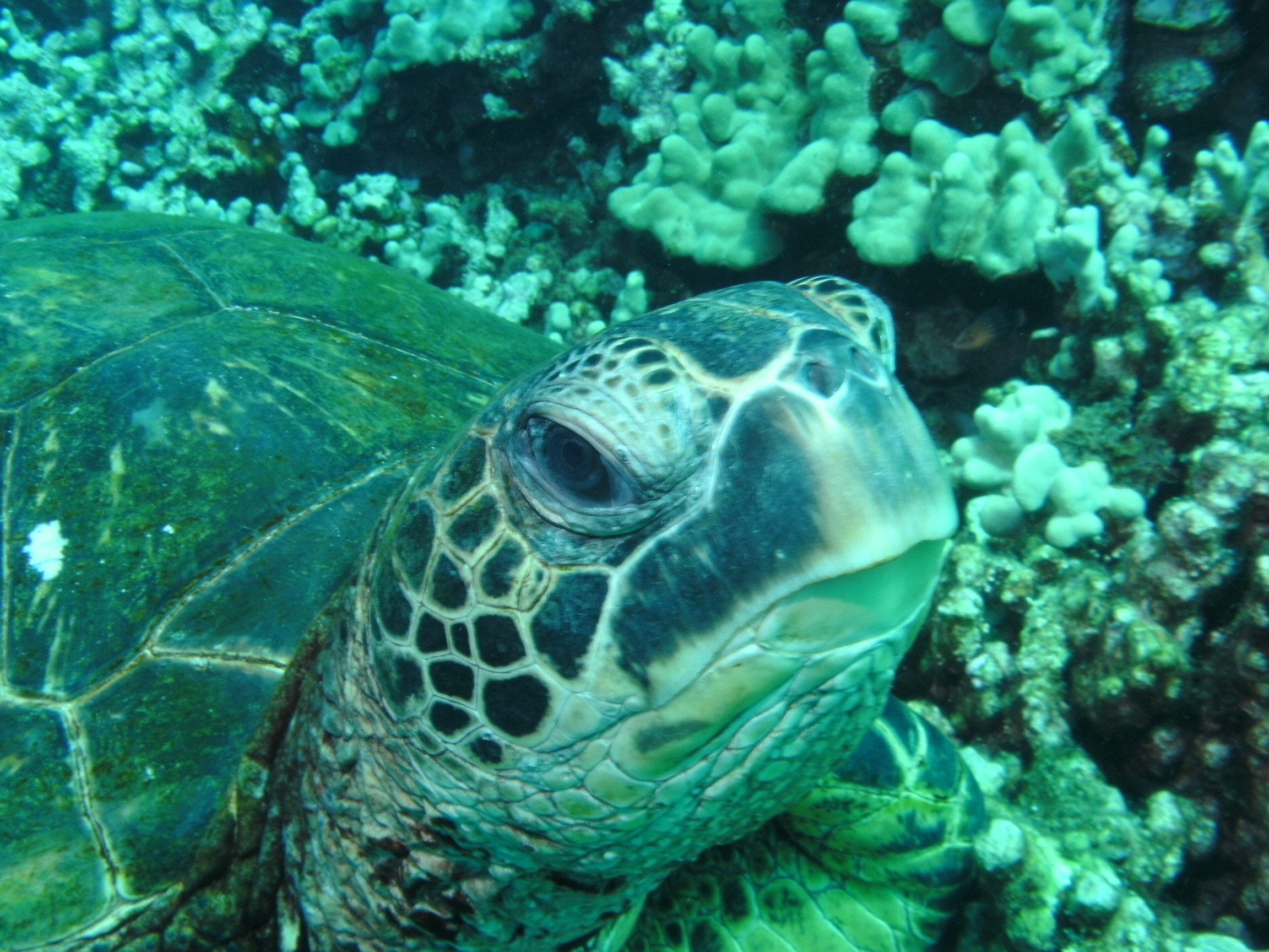 Close up sea turtle