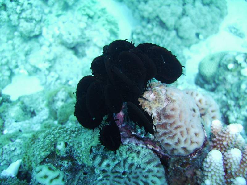 closed up sawtooth feather star