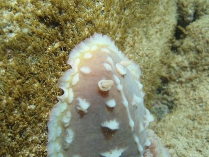 closeup of HUGE clumpy nudi