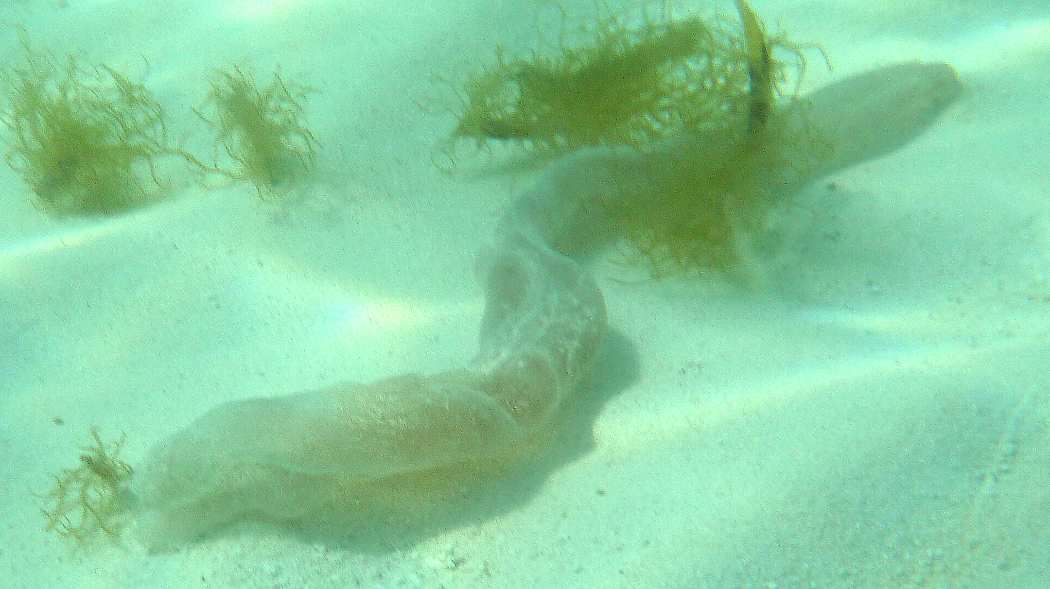 Closeup view of Snakish Thing at Dry Tortugas