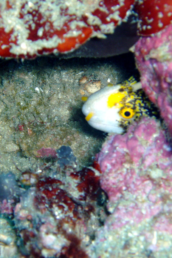 Clouded Moray Eel