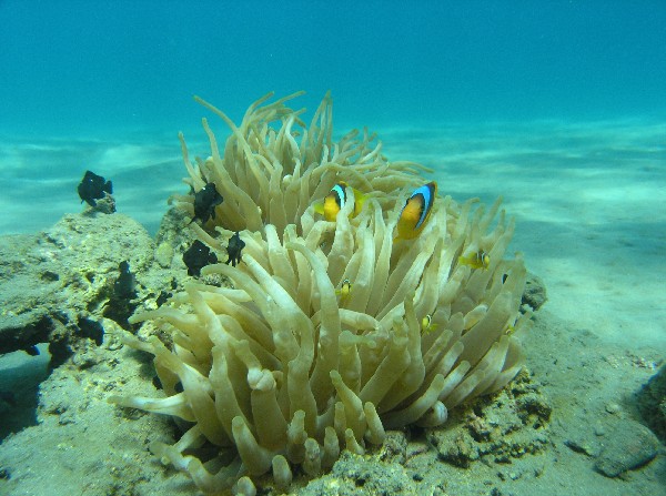 Clown Anenome Family