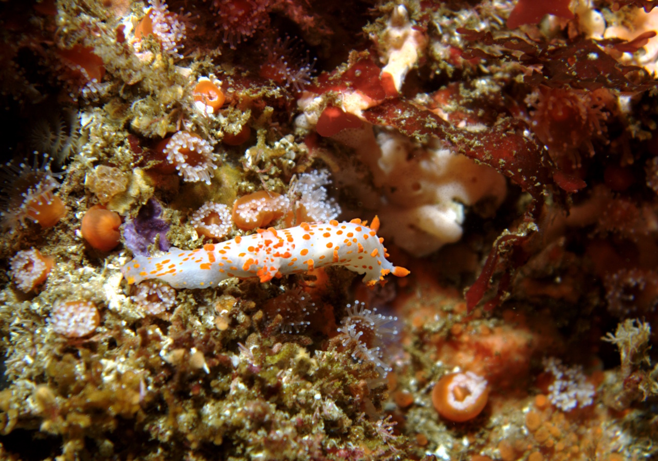 Clown Dorid