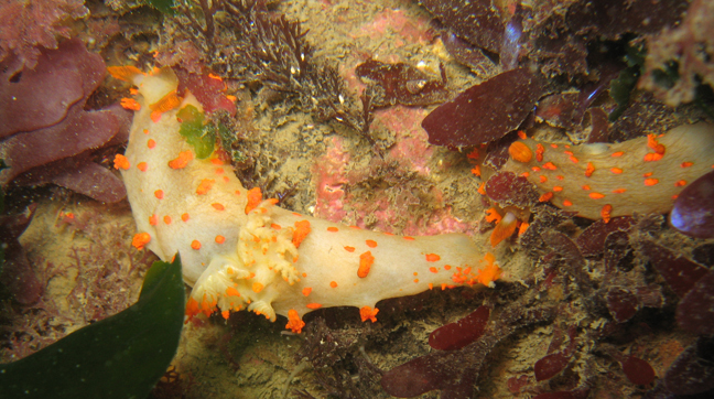 Clown Dorid