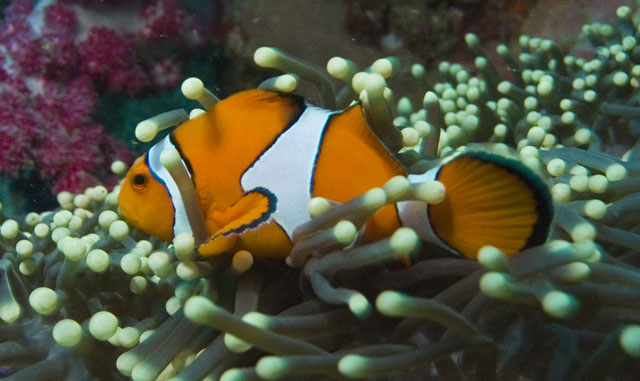 Clown-fish-1